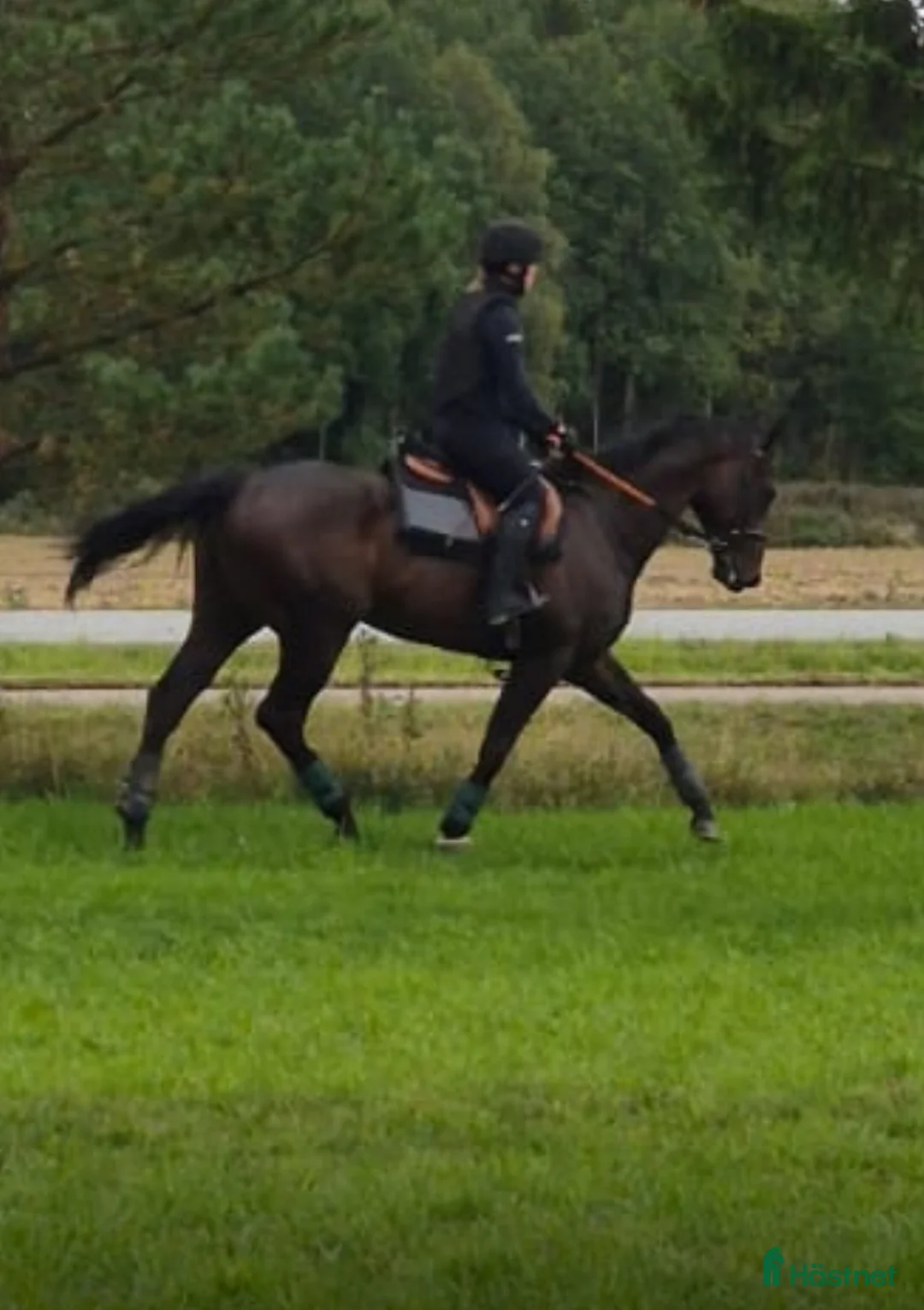  medryttarhäst finnes: Medryttare till 3 hästar sökes i Enköping  i Enköping - Annons 3