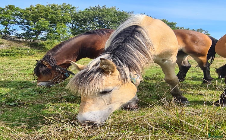  hästar i Henån - Annons 18