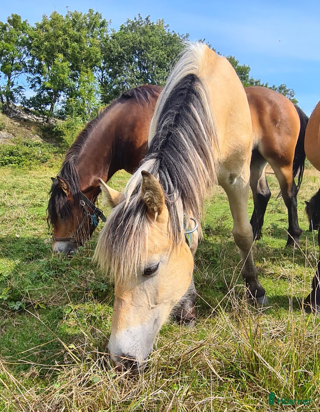 Körning hästar till salu: Fin nordsvensk  i Henån - Annons 1