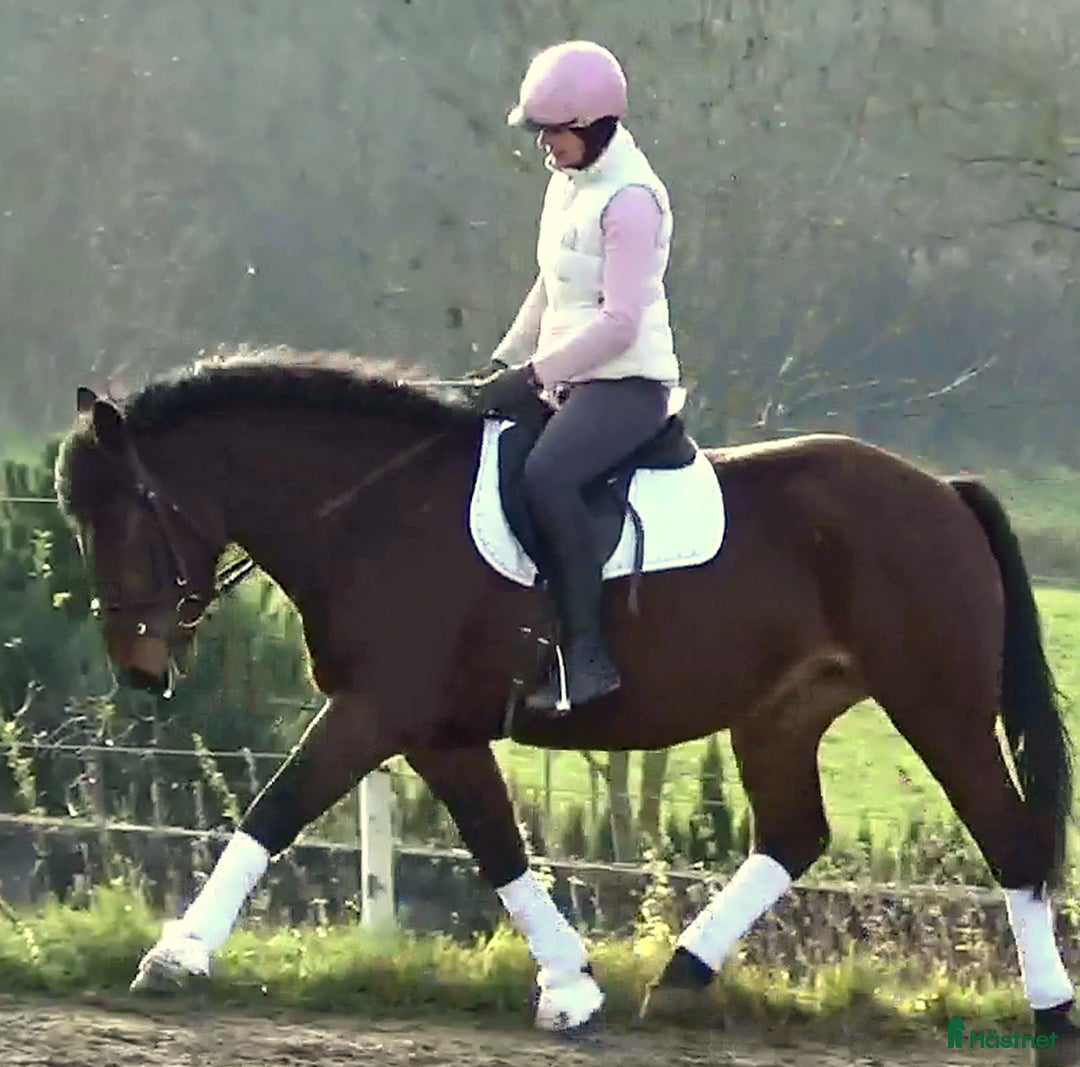 Allround hästar till salu: Gorgeous, sweet and ready for anything allrounder i Örsundsbro - Annons 7