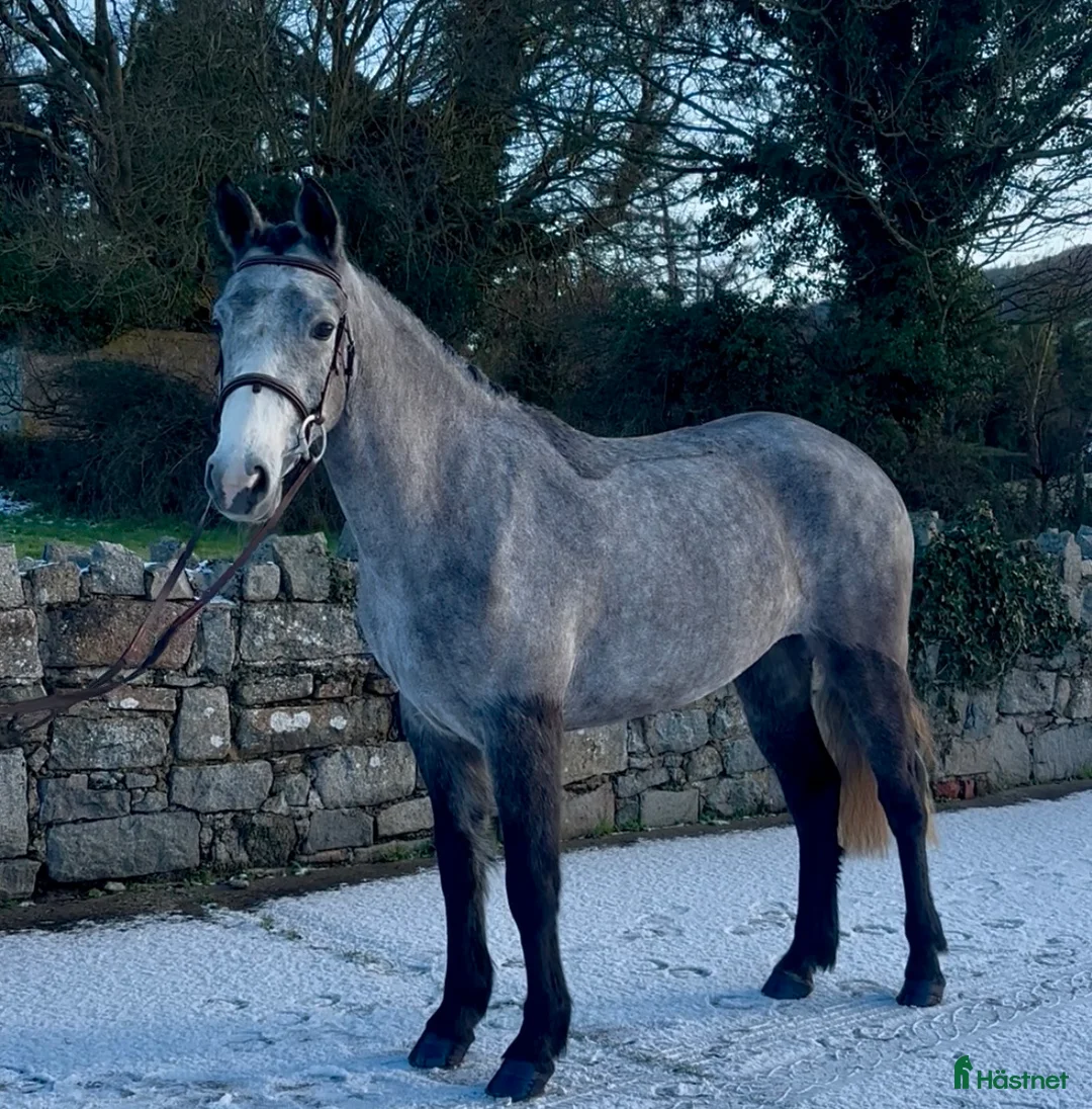 Allround hästar till salu: Beautiful Connemara Filly i Stockholm - Annons 5