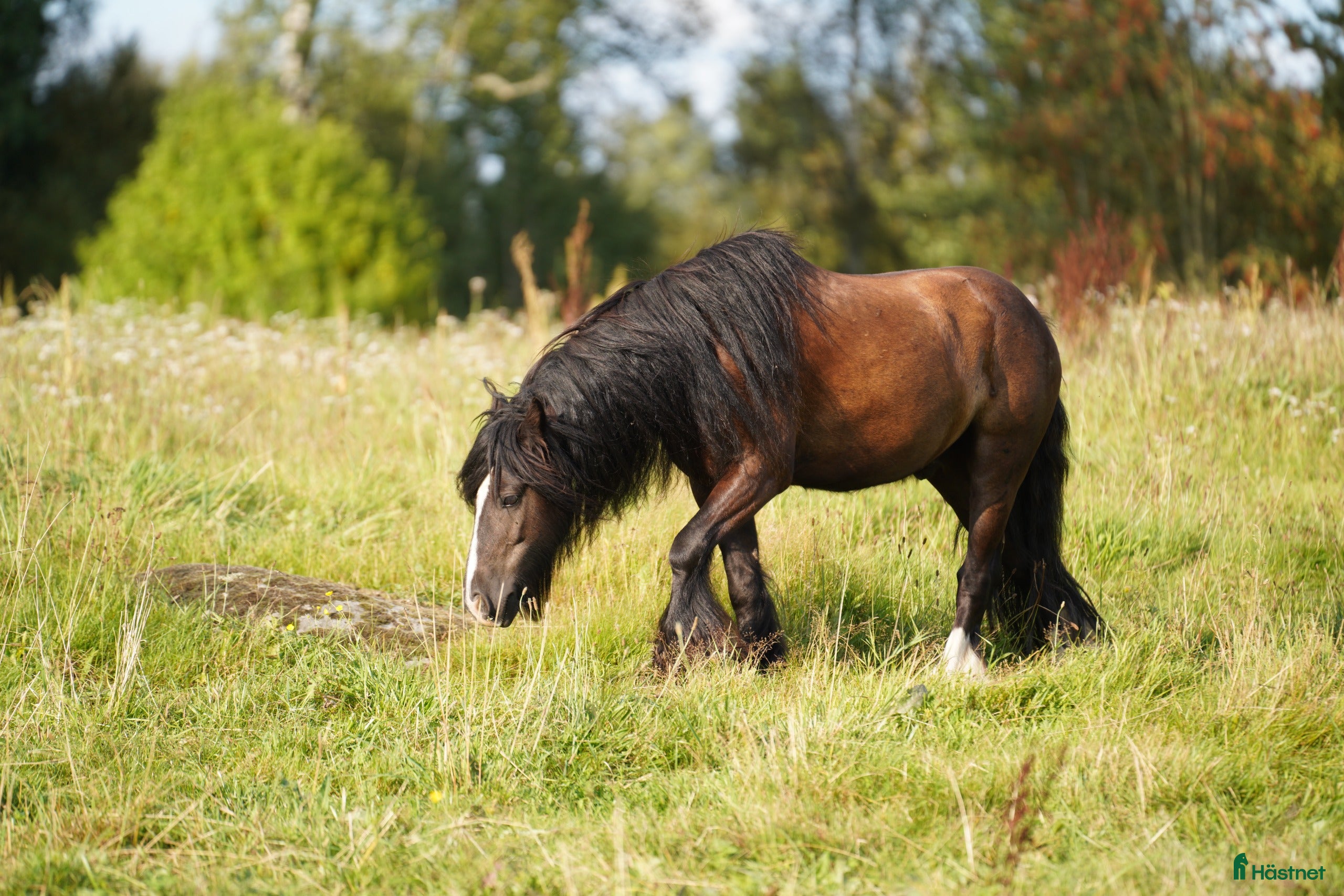  hästar Irish Cob valack Bas i Tyringe - Annons 1