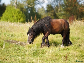 hästar Irish Cob valack Bas i Tyringe - Annons 1