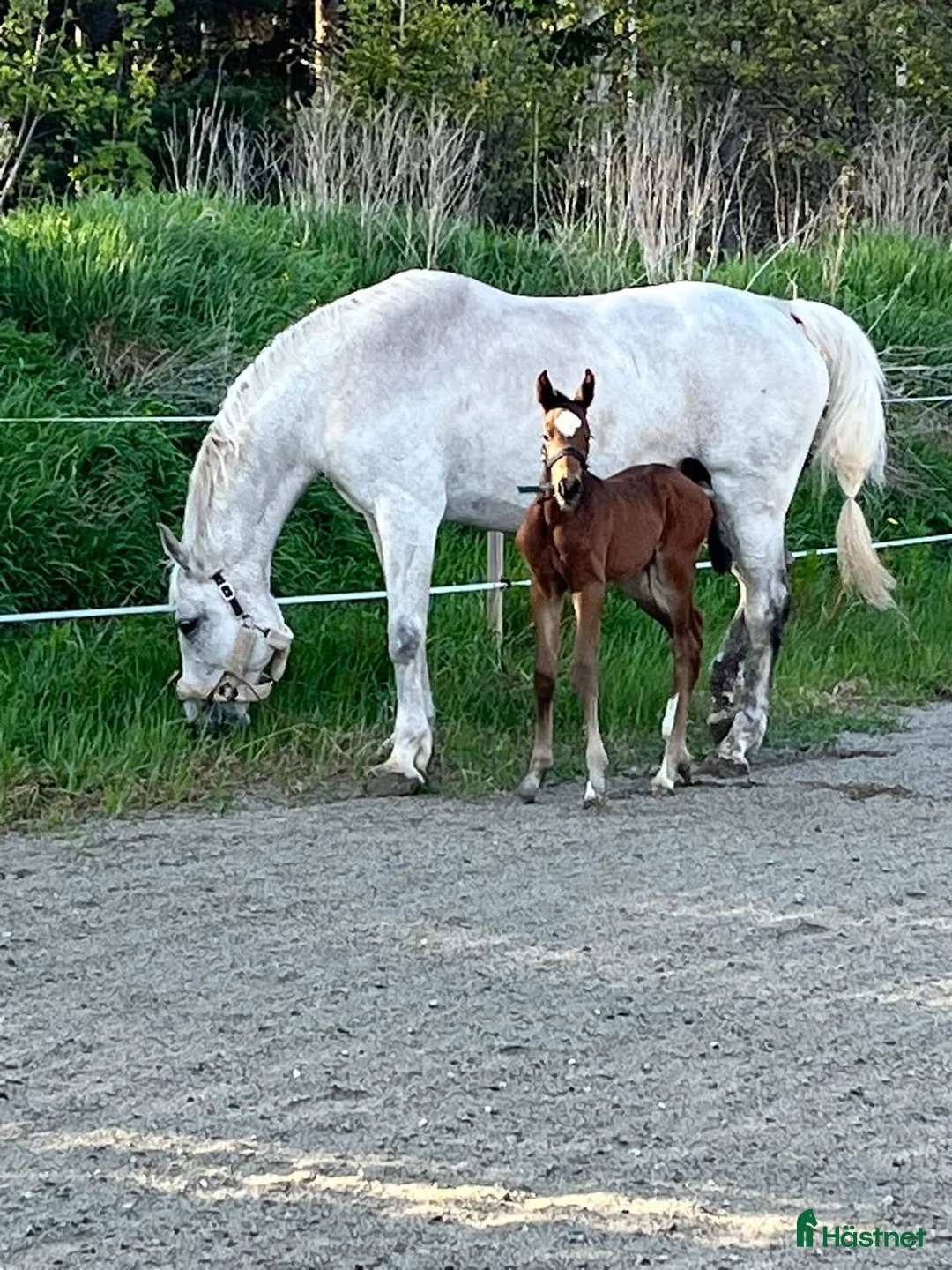 Avelshästar hästar till salu: Avelssto till salu/ bytes mot ungponny - Annons 2