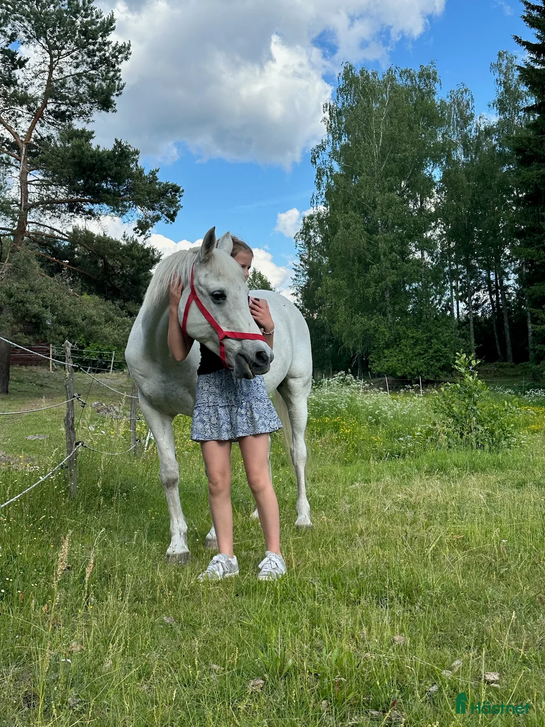 Sällskap hästar till salu: Trevlig arabvalack  - Annons 4