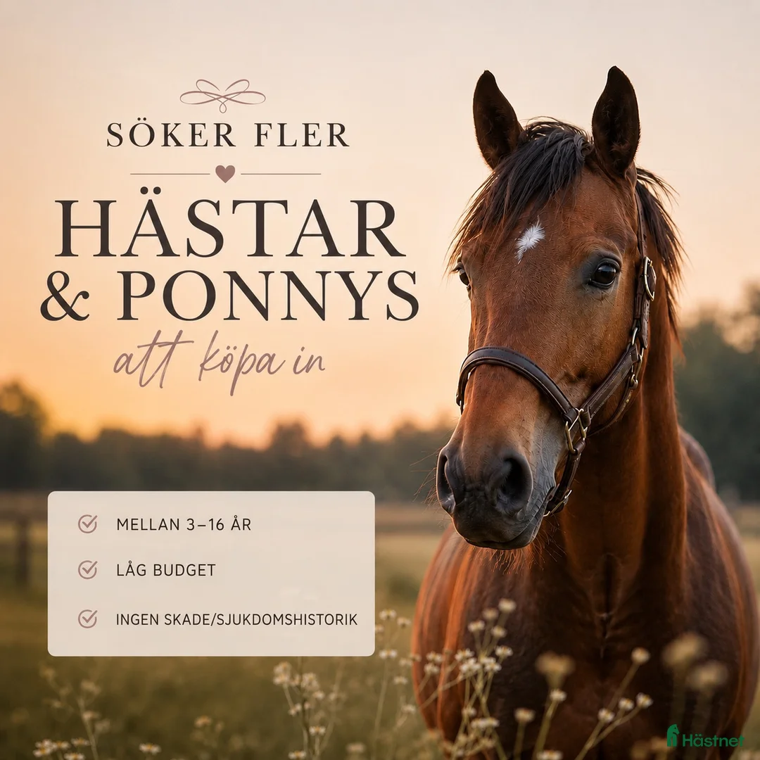 Allround hästar sökes: Köper din häst!  - Annons 1