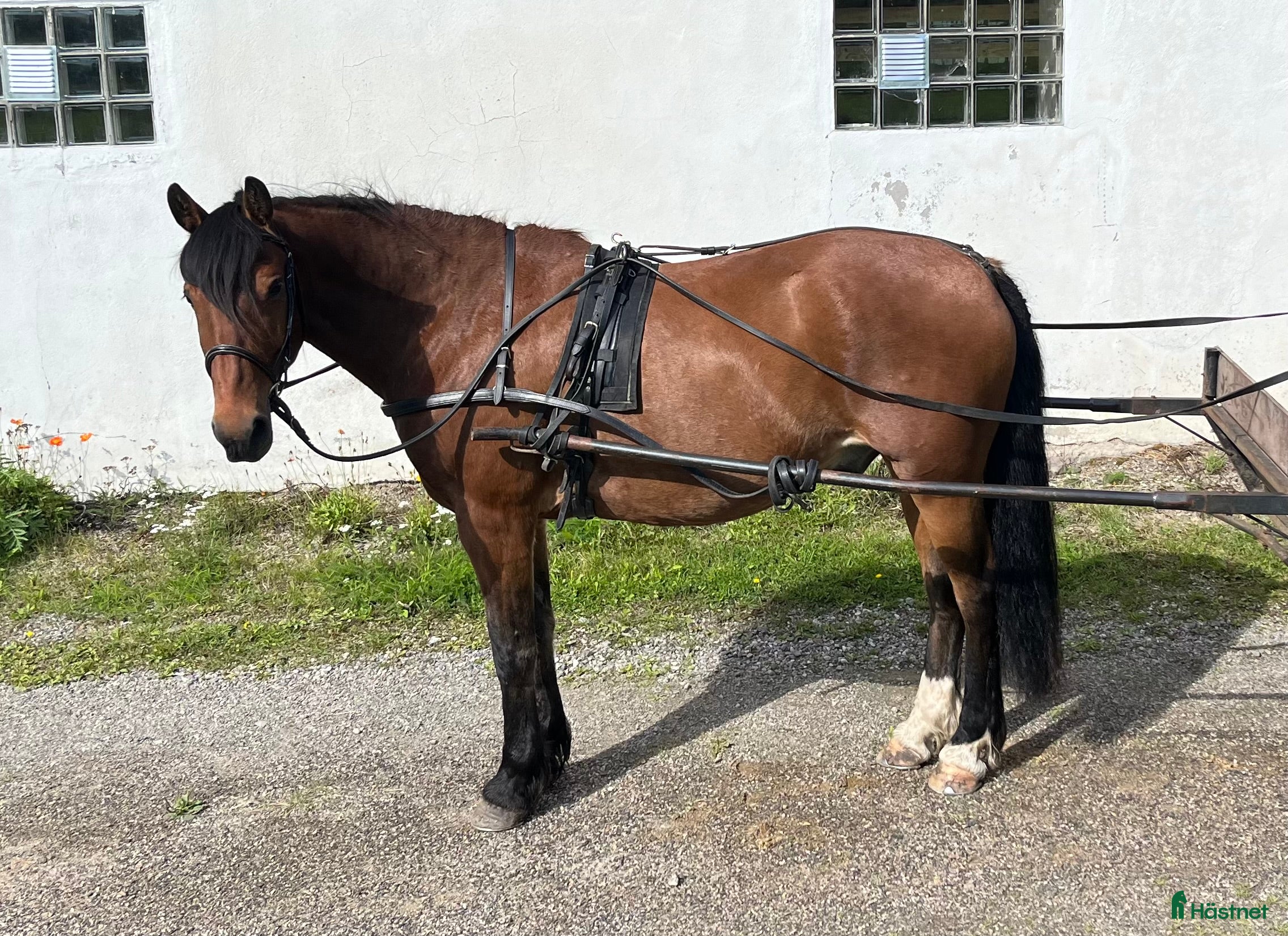 Övrig Hästutrustning hästutrustning till salu: Mycket fin remsele från Tärnsjö i Matfors - Annons 6
