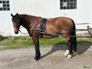 Övrig Hästutrustning hästutrustning till salu: Mycket fin remsele från Tärnsjö i Matfors - Annons 12