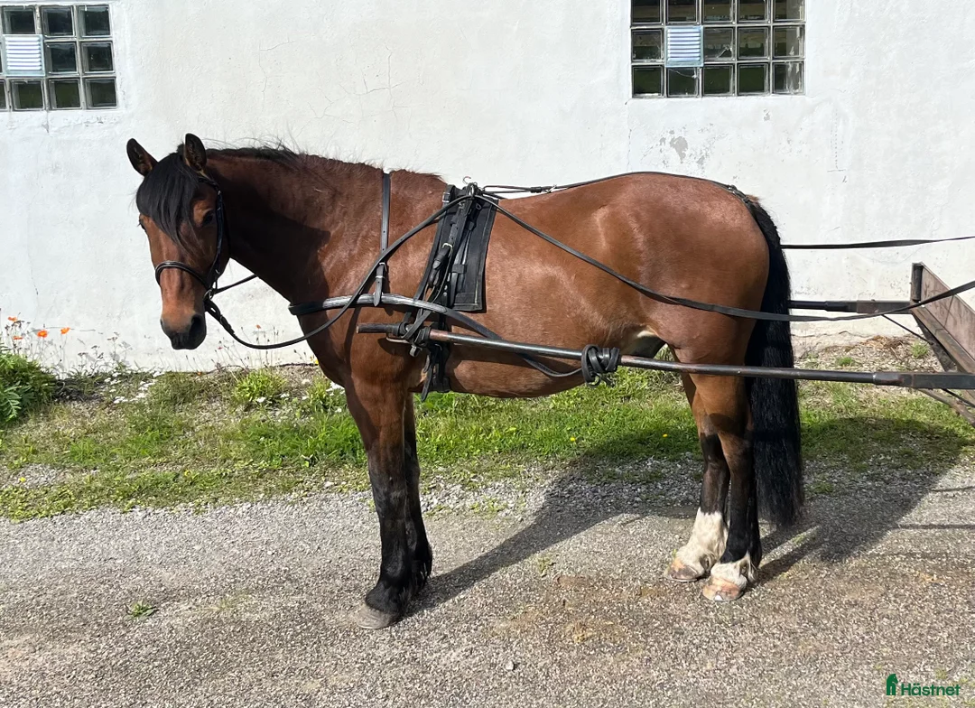 Övrig Hästutrustning hästutrustning till salu: Mycket fin remsele från Tärnsjö i Matfors - Annons 1