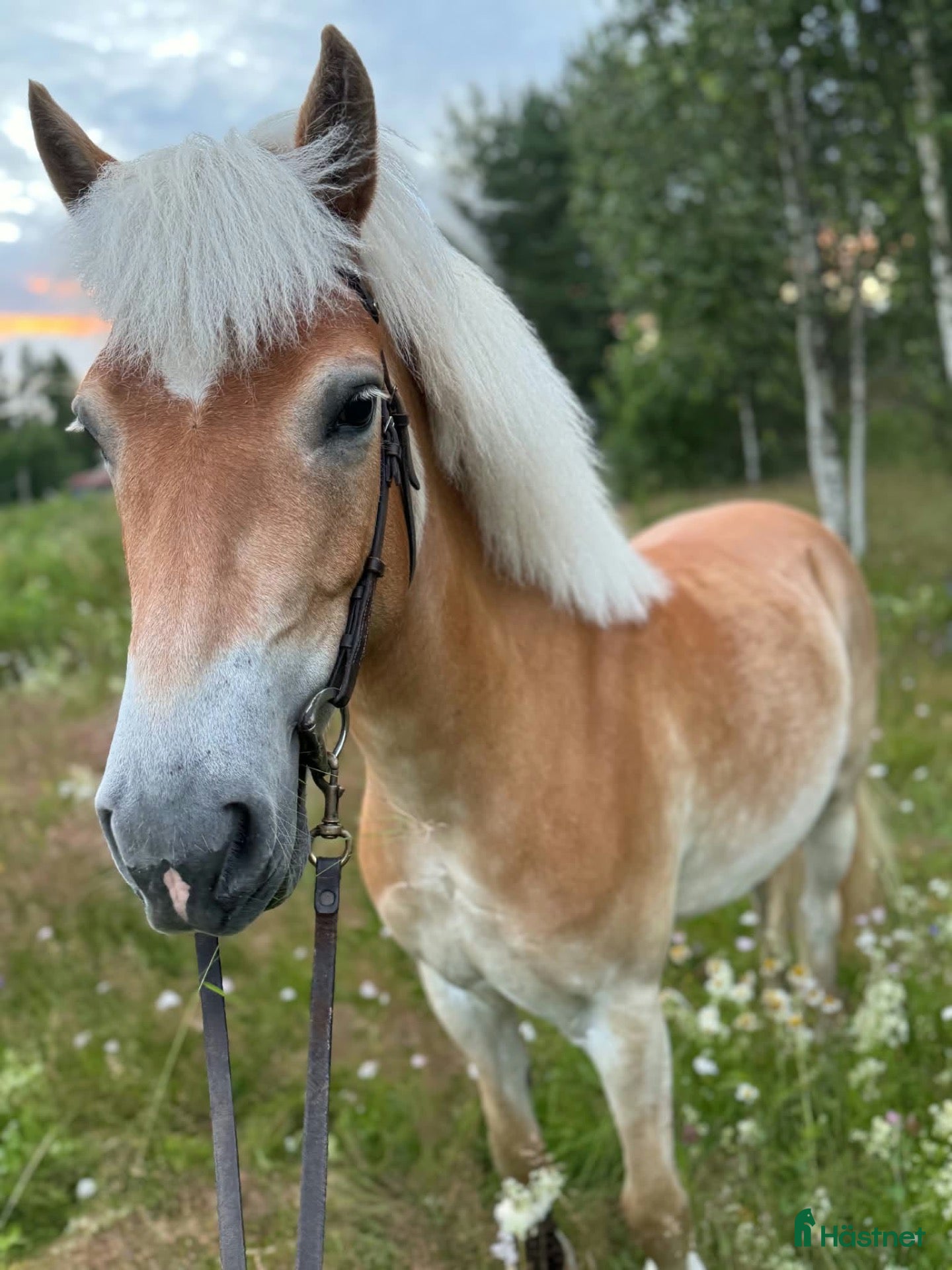  hästar Världens bästa maja❤️ - Annons 16