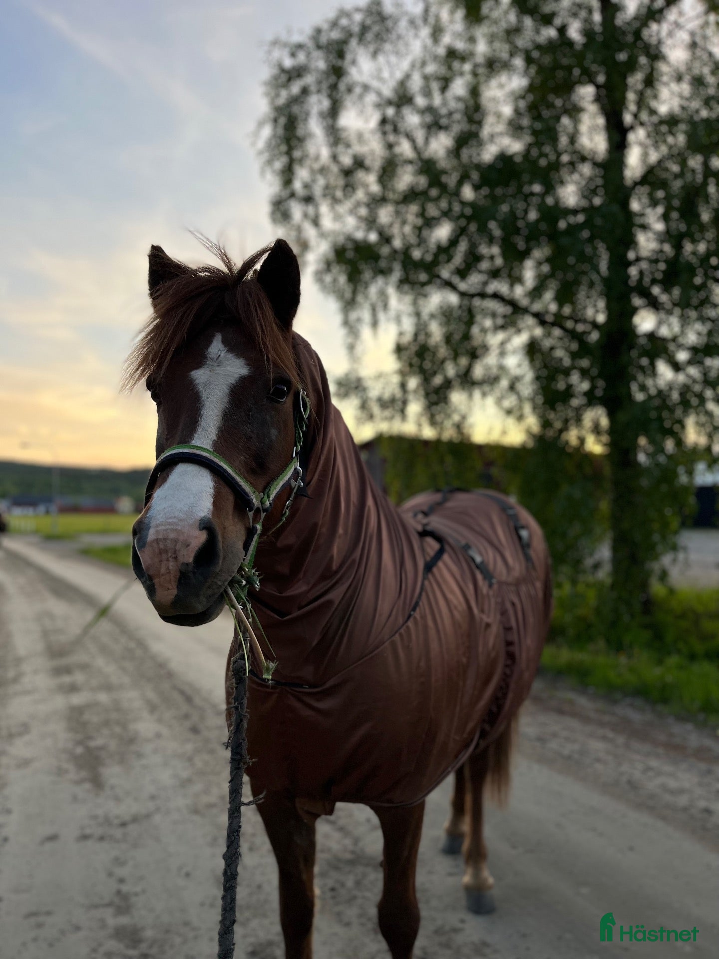  hästar Snäll och okomplicerad islandshäst - Annons 6