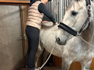 hästservice Ge din häst den bästa julklappen🎅🏼 i Kristdala - Annons 6