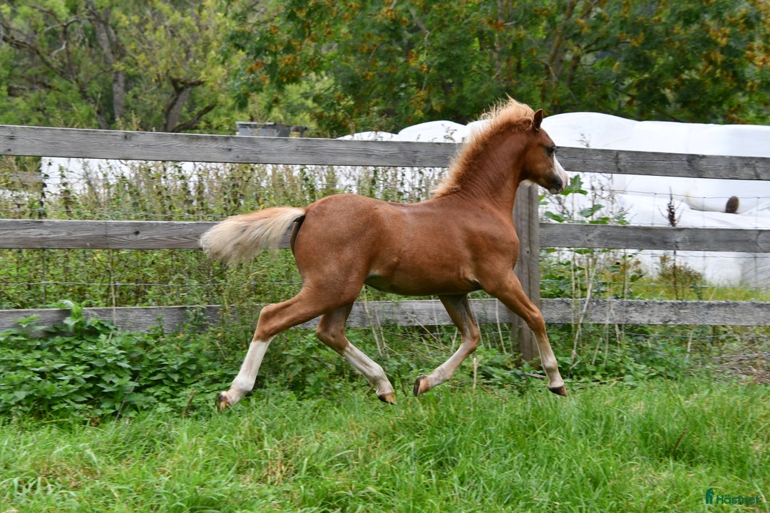 Allround hästar till salu: Ett föl som fångar blicken direkt.  i Nyköping - Annons 4