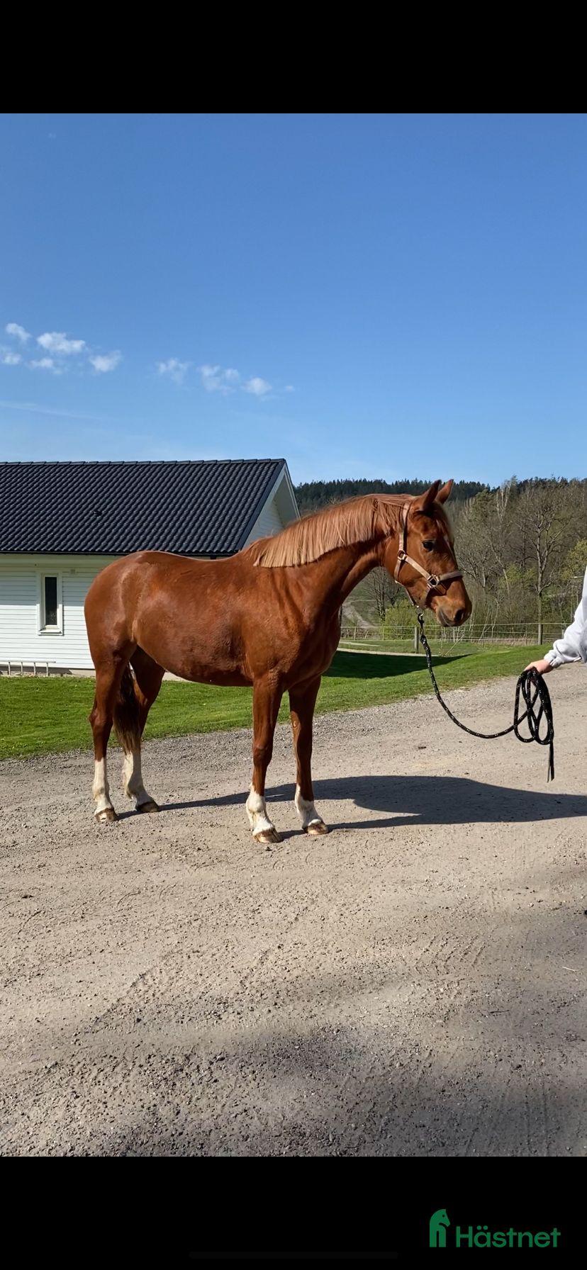 Allround hästar till salu: SWB 3 års sto e Vitalis  - Annons 2
