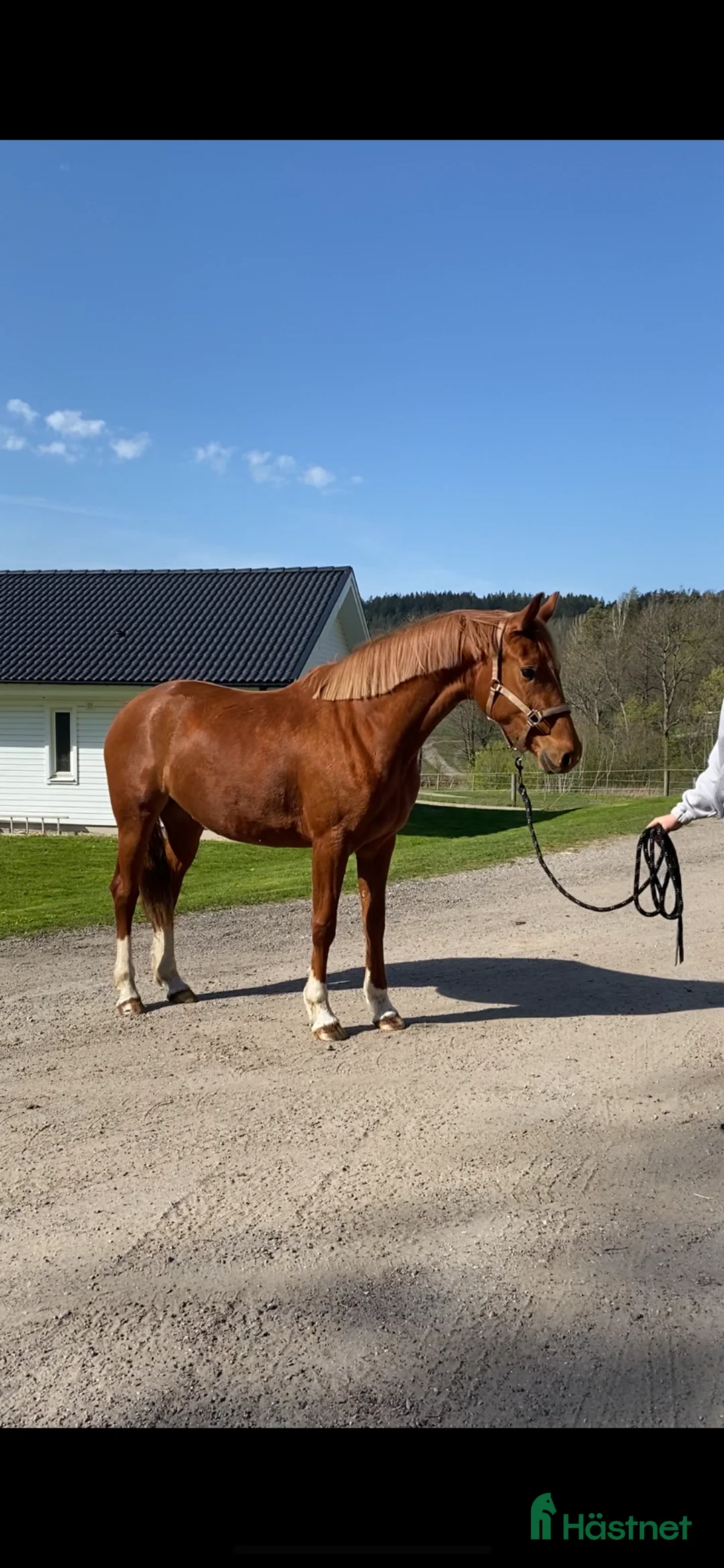 Allround hästar till salu: SWB 3 års sto e Vitalis  i Ljungskile - Annons 1