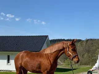 Allround hästar till salu: SWB 3 års sto e Vitalis - Annons 2