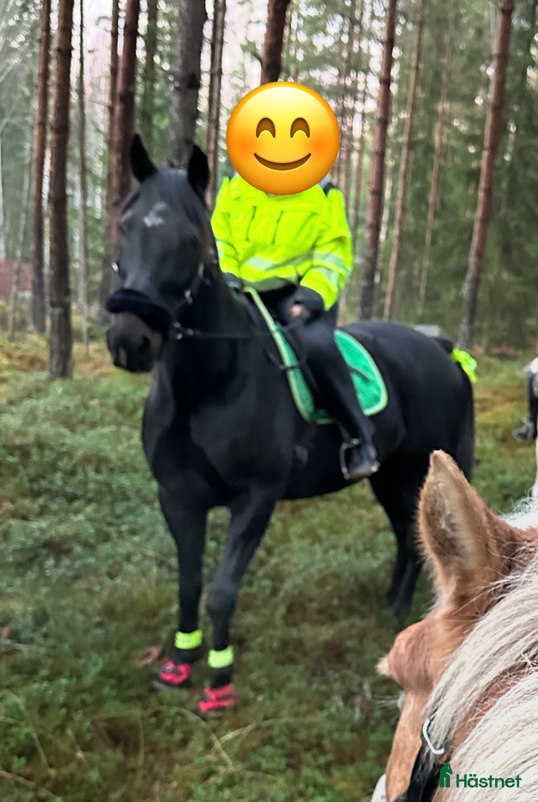 Allround hästar till salu: Snäll valack *RESERVERAD* i Arboga - Annons 4