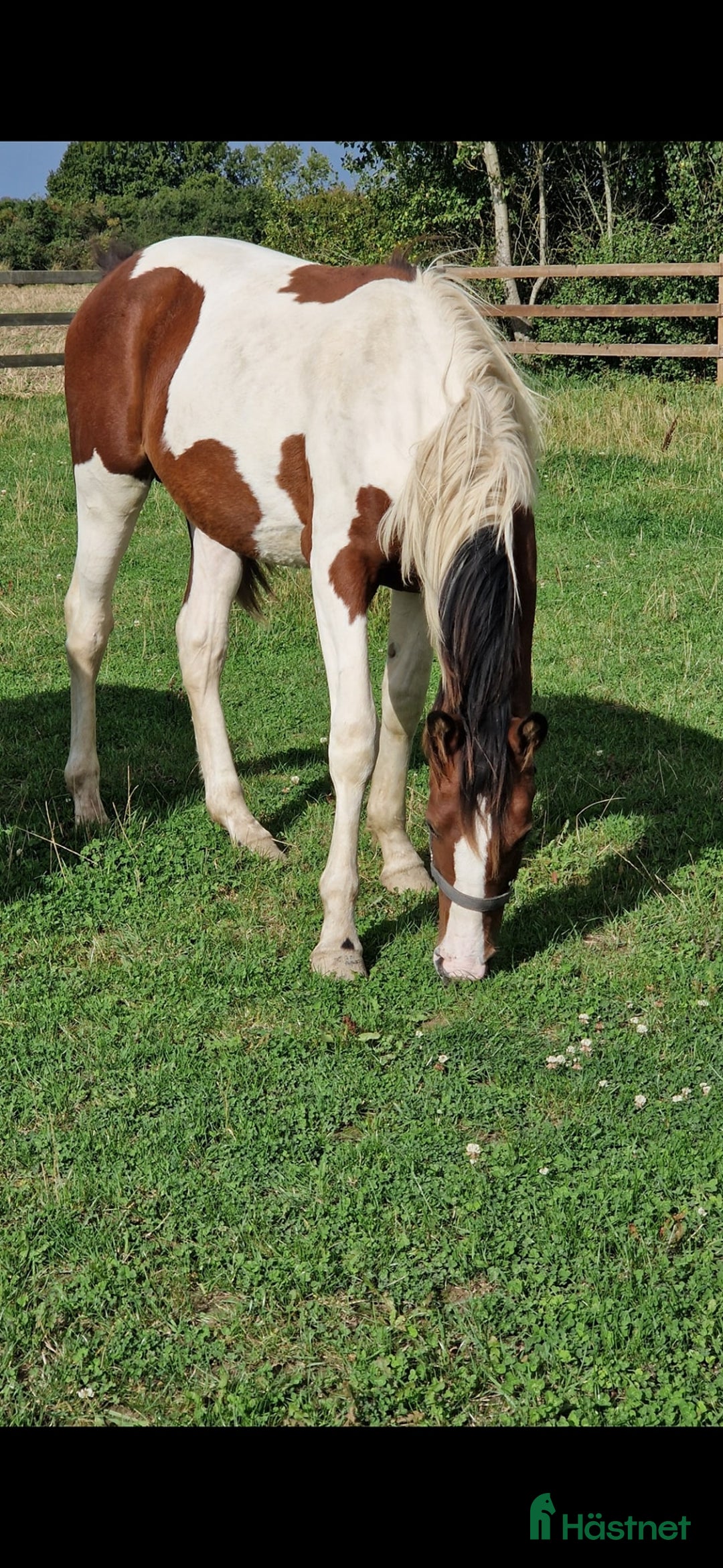 Allround hästar till salu: ⭐️ Gyllens Rambo ⭐️ i Svedala - Annons 1
