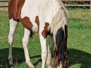 Allround hästar till salu: ⭐️ Gyllens Rambo ⭐️ i Svedala - Annons 1