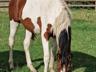 Allround hästar till salu: ⭐️ Gyllens Rambo ⭐️ i Svedala - Annons 1