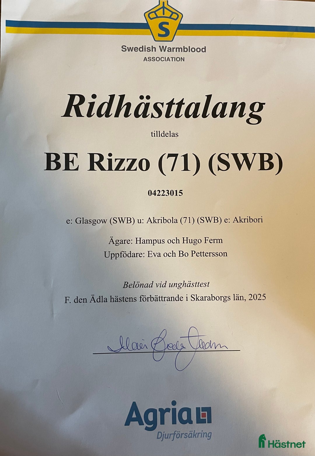 Allround hästar till salu: Trevligt allround sto för framtiden 🐴 i Skövde - Annons 5