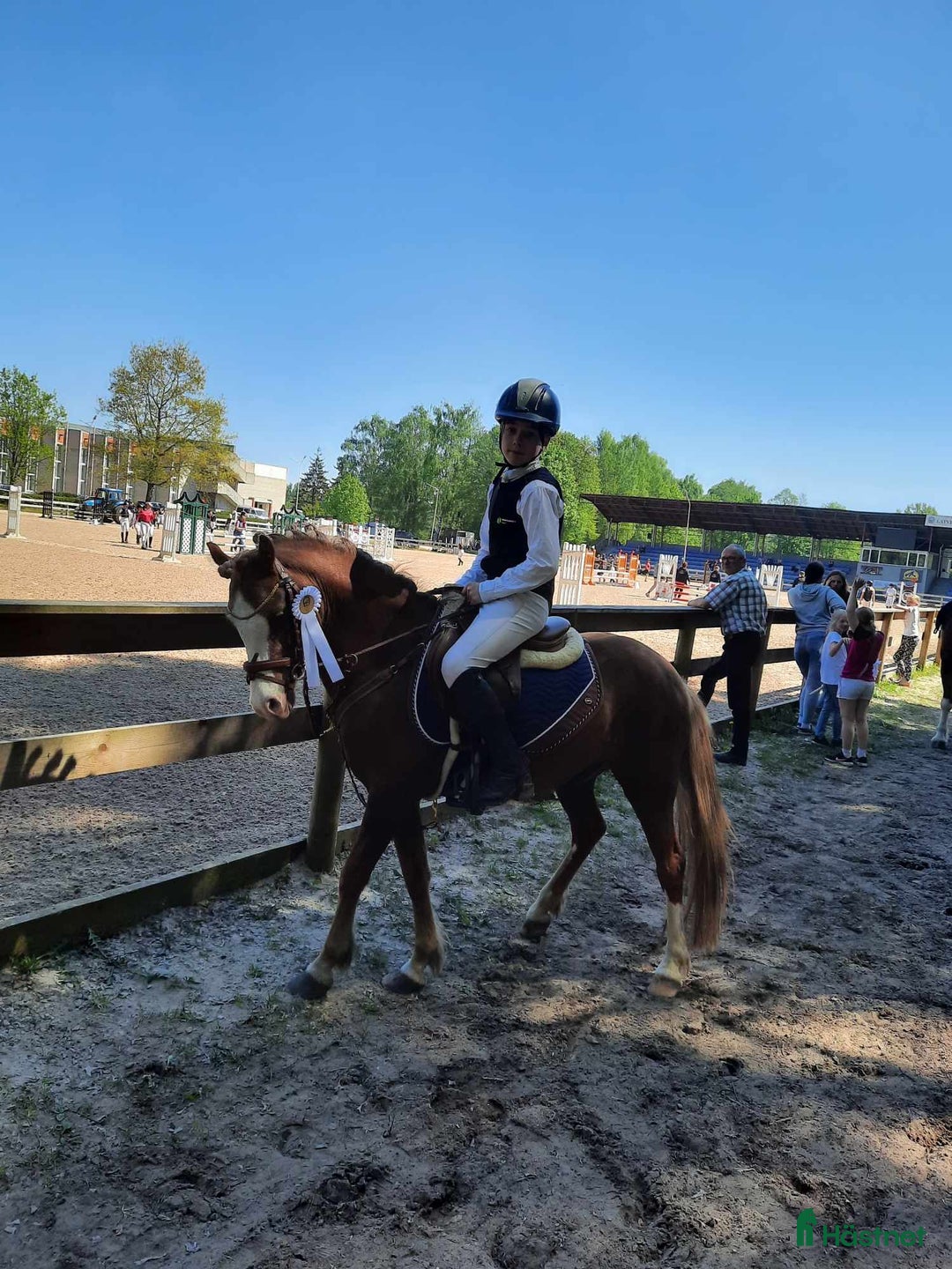 Hoppning hästar till salu: Welsh pony for sport i Stockholm - Annons 3