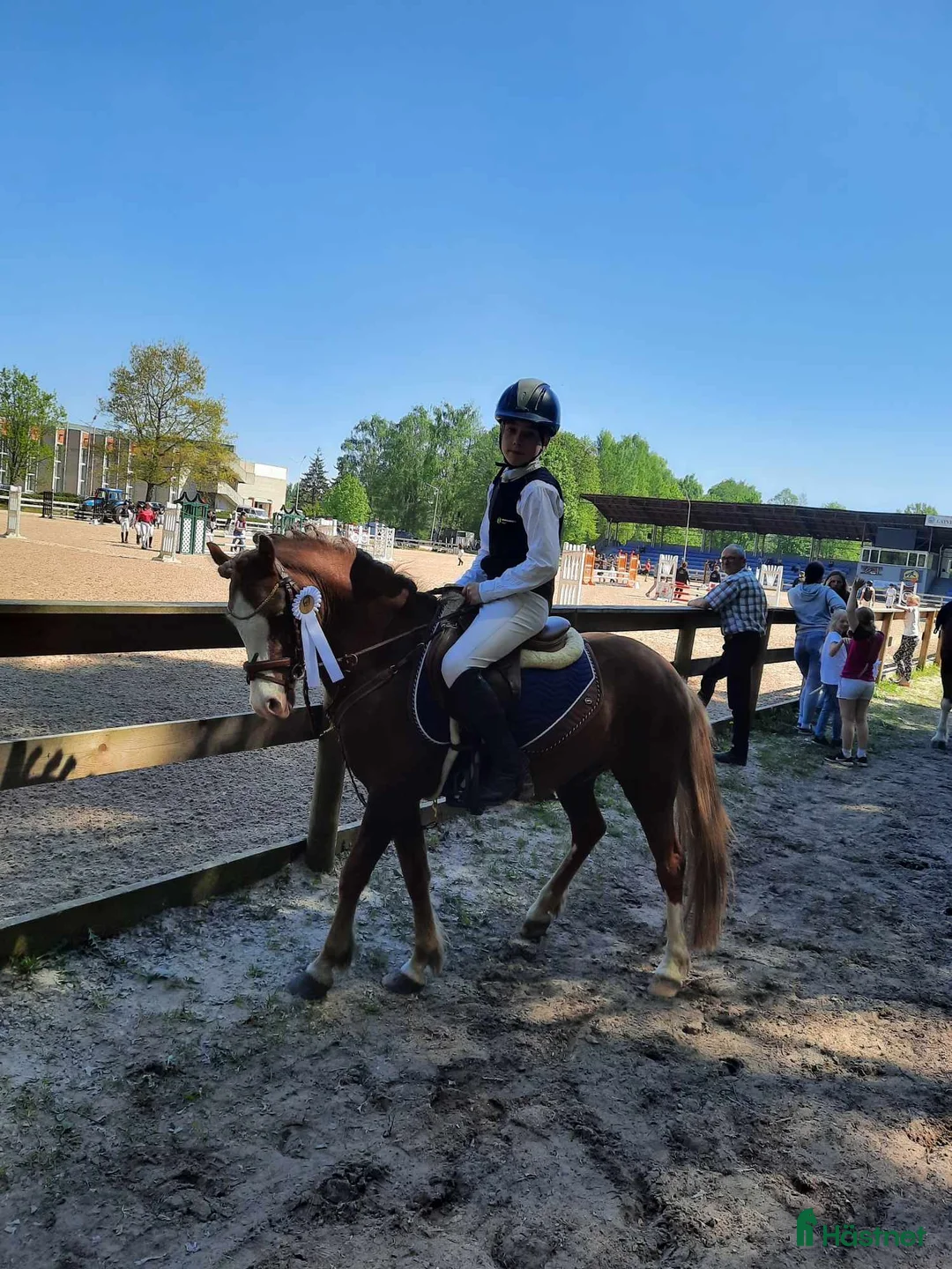 Hoppning hästar till salu: Welsh pony for sport - Annons 2