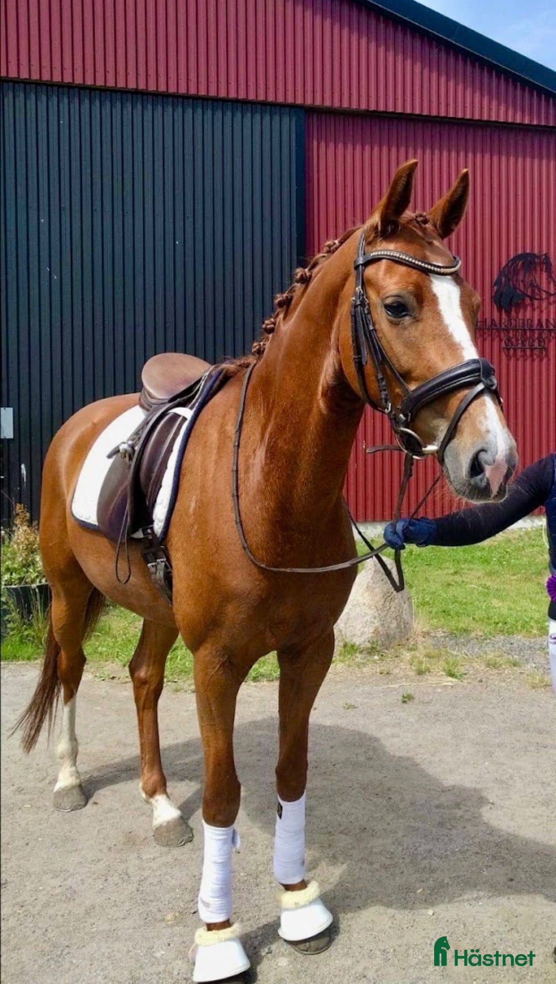  hästar Fina Misty söker rätt hem🐴❤️ - Annons 5