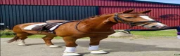Sällskap hästar till salu: Fina Misty söker rätt hem🐴❤️ - Annons 1