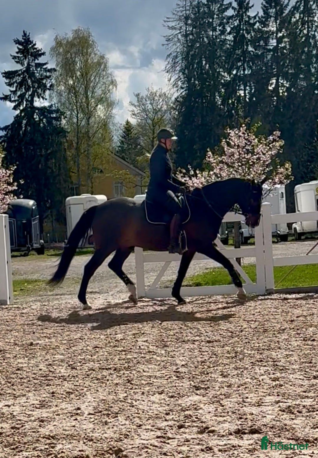 Dressyr hästar till salu: Vacker bästa vän i Falun - Annons 2