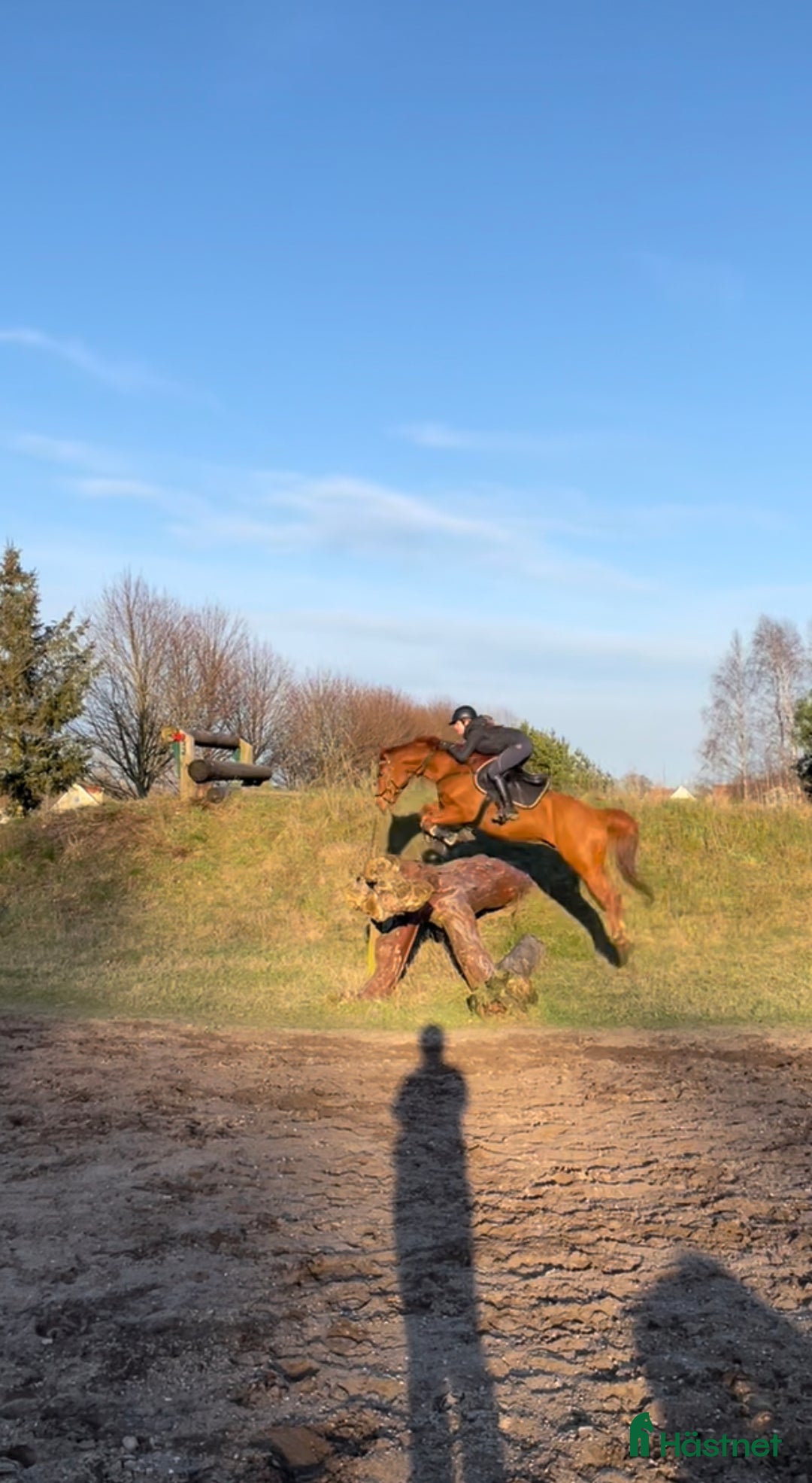 Allround hästar till salu: Fantastiskt fullblod i Löddeköpinge - Annons 4