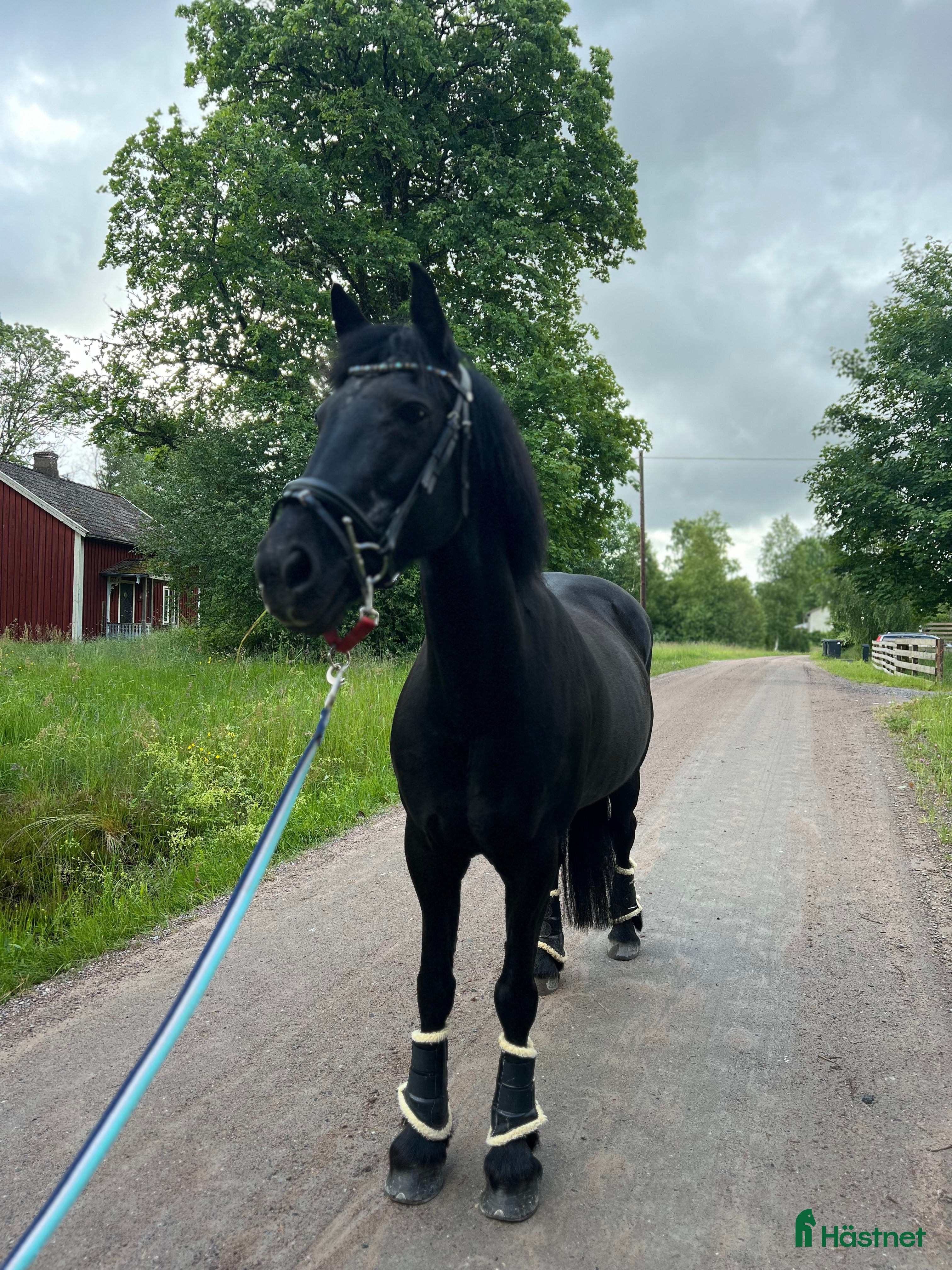  hästar Världens bästa tjej önskar fodervärd  i Värnamo - Annons 2