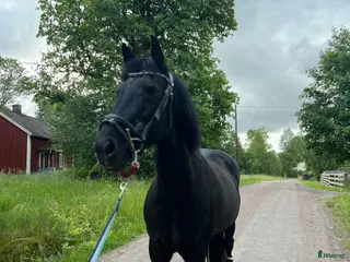 hästar Världens bästa tjej önskar fodervärd i Värnamo - Annons 2