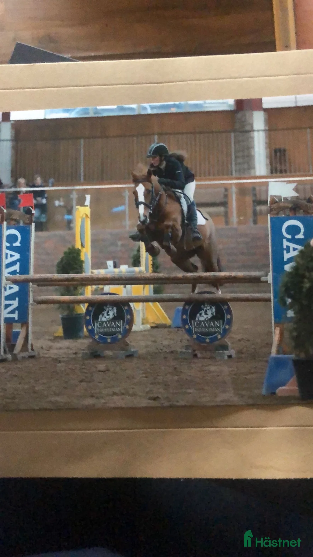 Hoppning hästar till salu: Helt fantastisk D ponny 🌸 - Annons 1