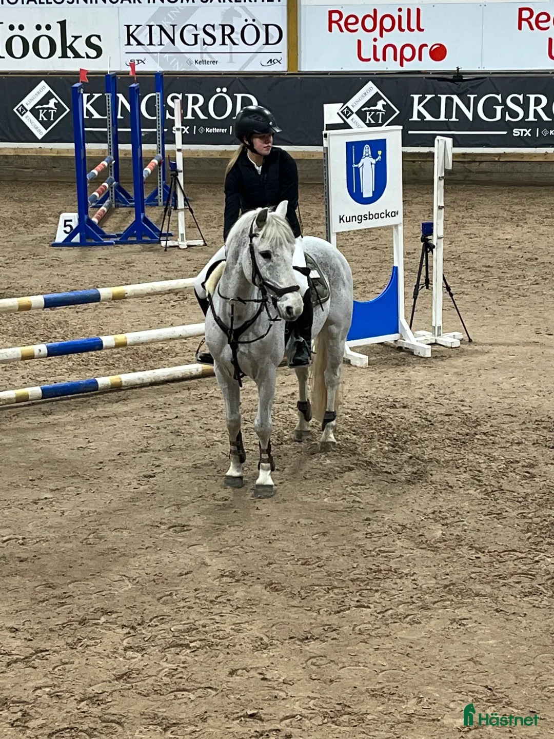 Hoppning hästar till salu: Pigg Rosettplockare - Annons 2