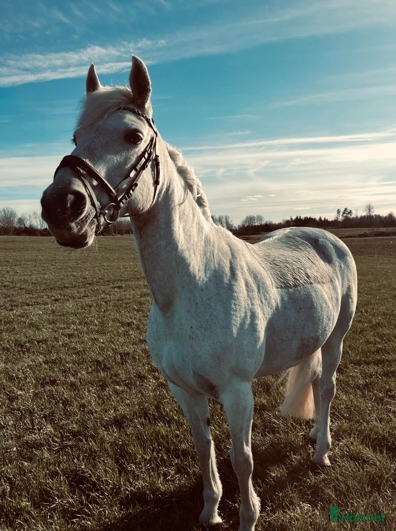  hästar Fantastisk fin & trevlig Mor-dotter ponny ❤️ - Annons 5