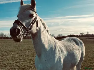 hästar Fantastisk fin & trevlig Mor-dotter ponny ❤️ - Annons 5