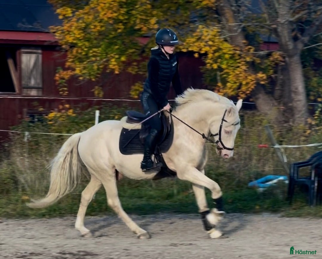 Allround hästar till salu: En riktig blickfångare  i Västerfärnebo - Annons 7