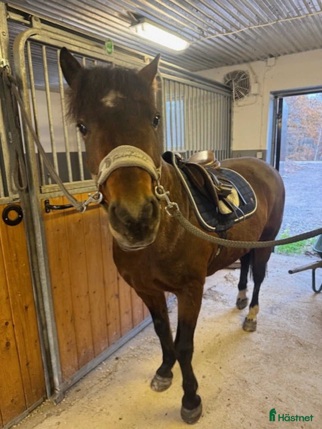 Allround hästar till salu: Bästa vännen säljes  i Mellerud - Annons 3