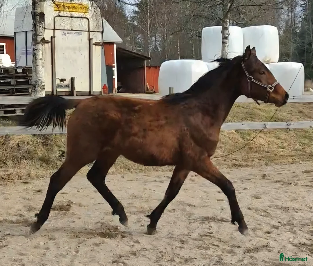 Allround hästar till salu: Härligt ungsto - Annons 8