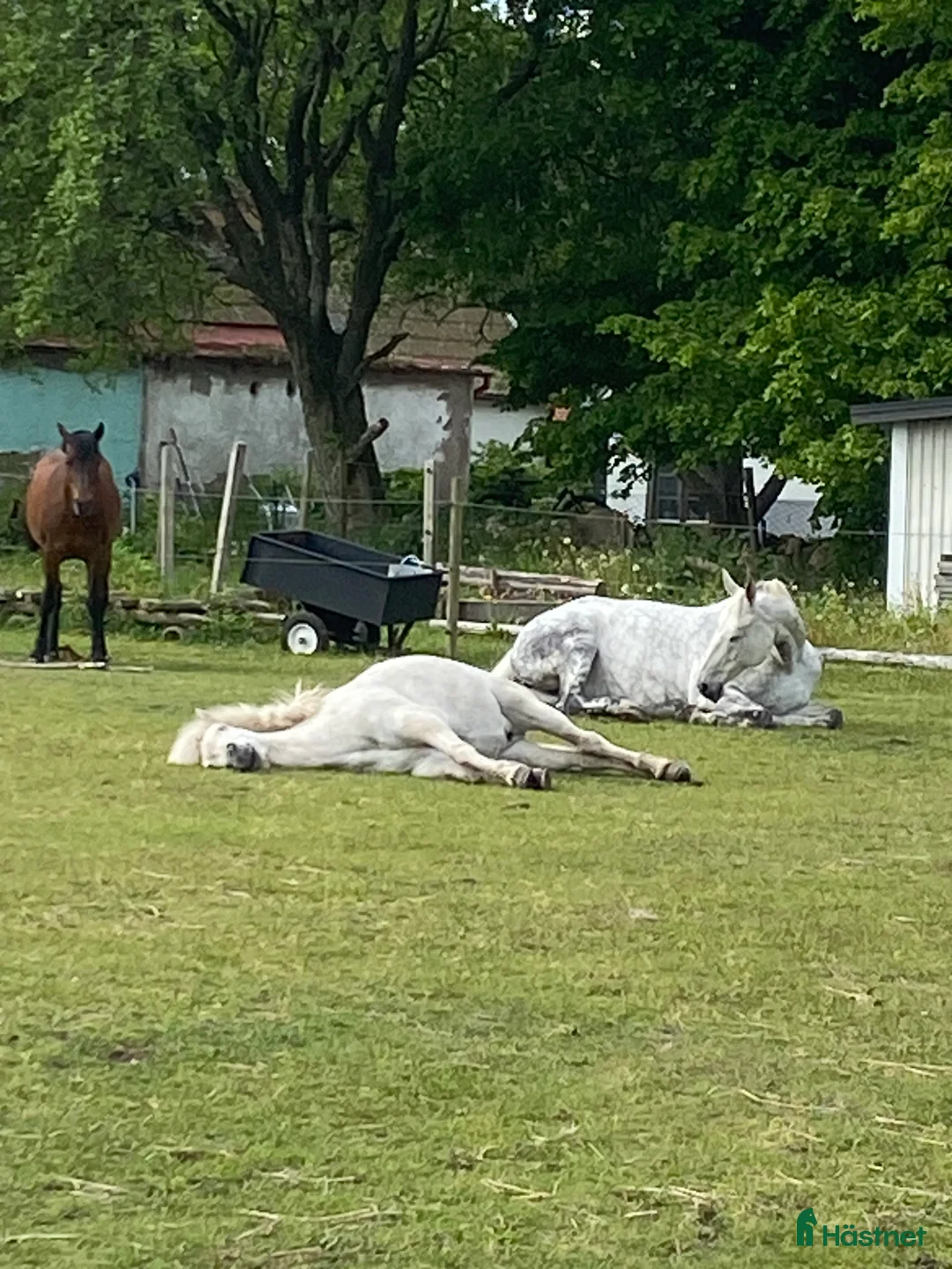 Sällskap hästar till salu: Vackert sto som Sällskap ev skogspromenader  - Annons 2