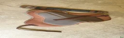 Sadlar hästutrustning till salu: ThinLine® Ridpad / barbackasadel SuperCloseContact - Annons 4