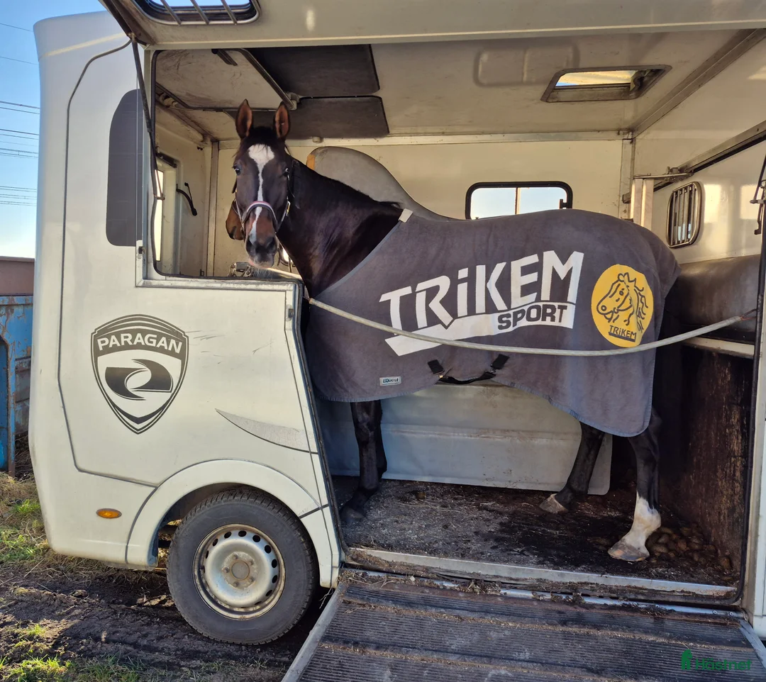 Hoppning hästar till salu: 🎀 Utvecklingsbart 6års sto ev byte - Annons 5