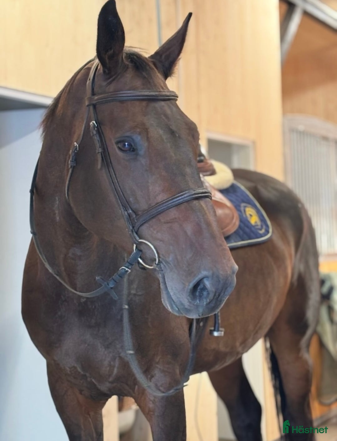 Hoppning hästar till salu: Häftig rosettplockare med stort hjärta i Umeå - Annons 2