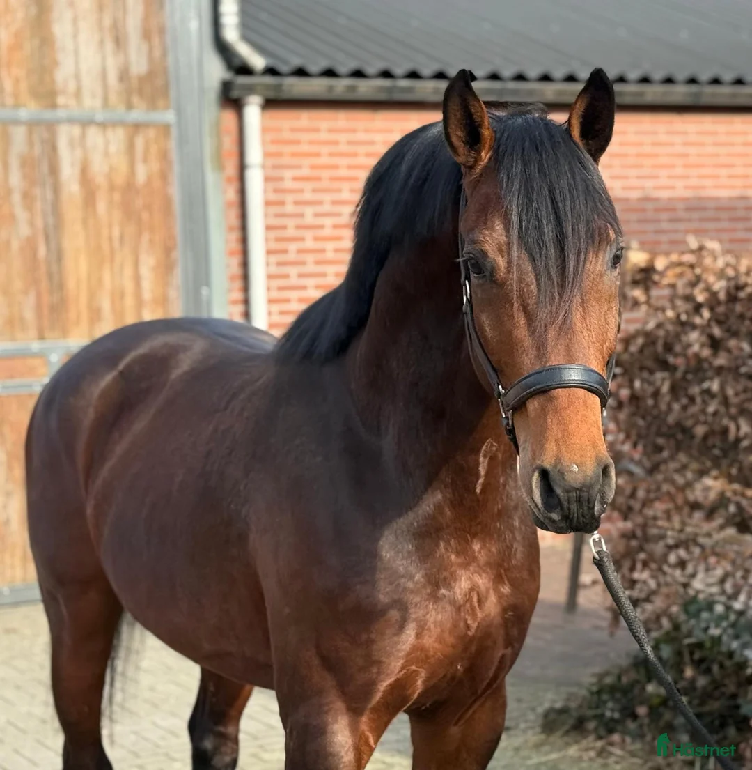 Hoppning hästar till salu: Kvick gummiboll - Annons 2