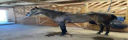 Hoppning hästar till salu: Vackert hoppsto d-ponny 148 cm född-17 i Hemse - Annons 10