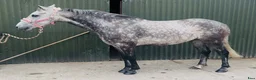 Hoppning hästar till salu: Pumpkin Jack 140cm gelding  - Annons 11