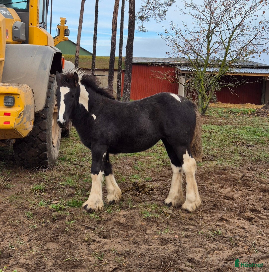 Allround hästar till salu: Blivande rid,körhäst och bästa kompis i Mörbylånga - Annons 1