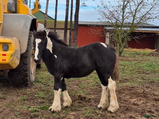 Allround hästar till salu: Blivande rid,körhäst och bästa kompis i Mörbylånga - Annons 1