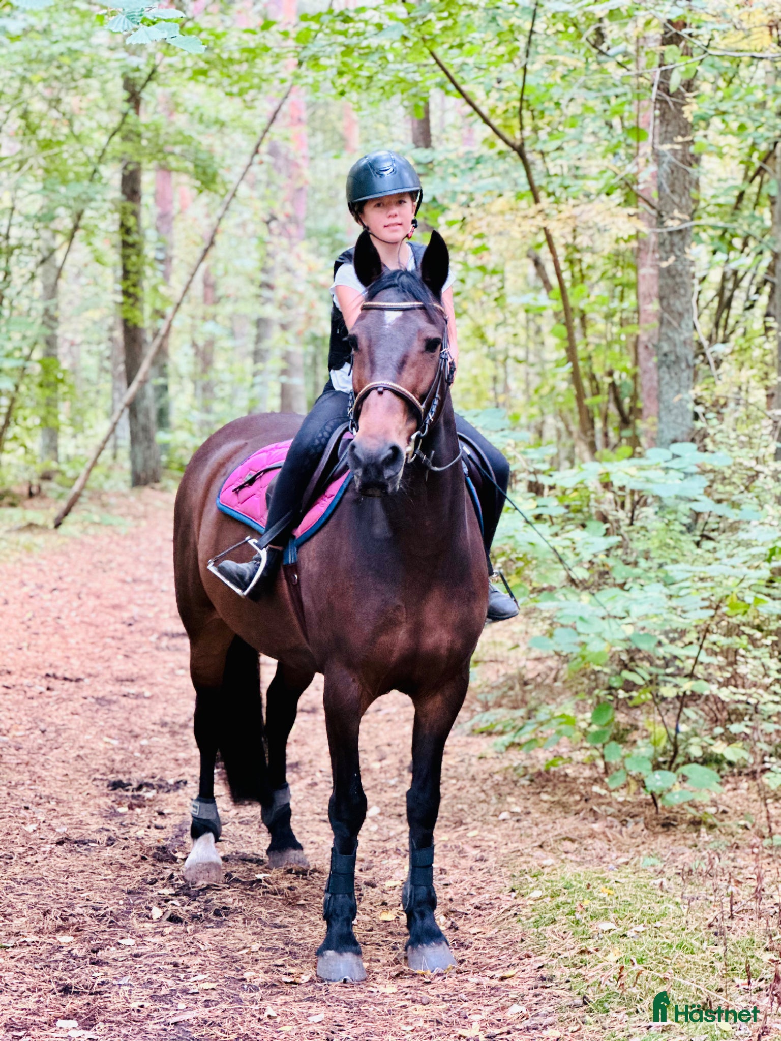  hästar Underbar läromästare ❤️ - Annons 1